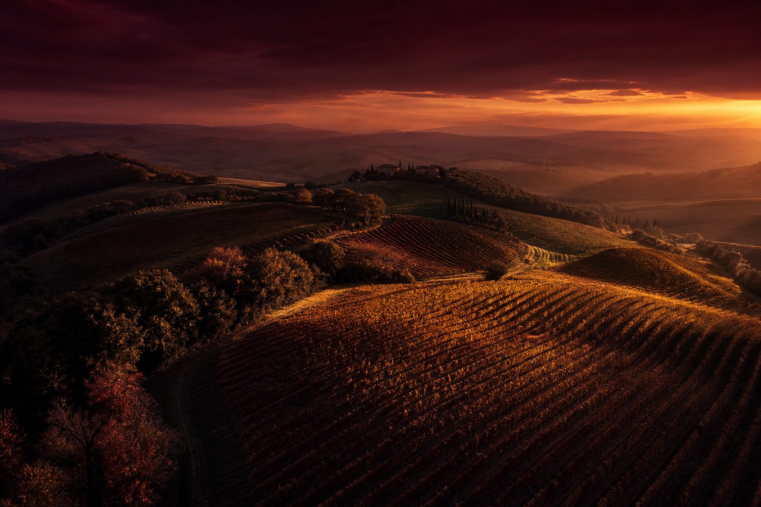 Rolling vineyard hills at sunset, rows curving over the land under a wine-dark sky