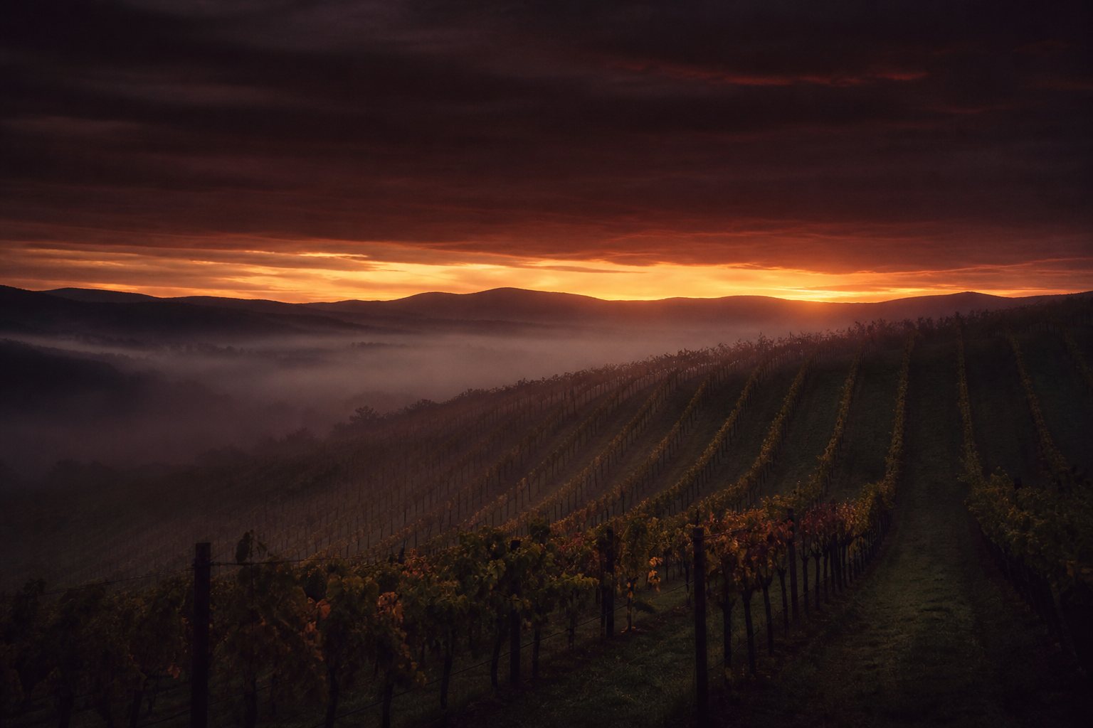 Rows of vines at dusk, a last band of gold light on the horizon